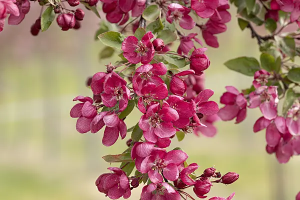 607142 - Zierapfel (Malus Indian Magic)