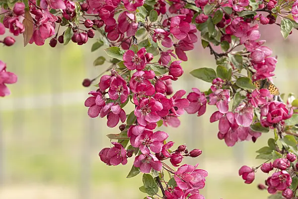 607144 - Zierapfel (Malus Indian Magic)