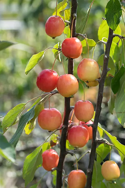 675198 - Zierapfel (Malus John Downie)