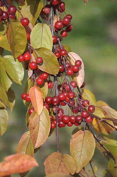 535302 - Zierapfel (Malus Robinson)