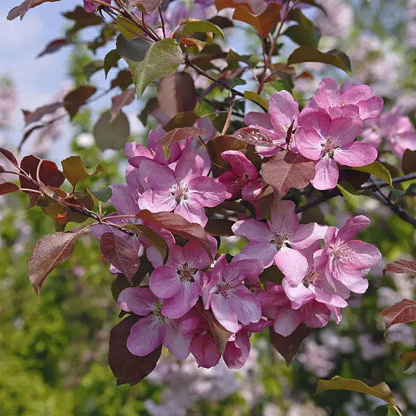 471408 - Zierapfel (Malus Rudolph)