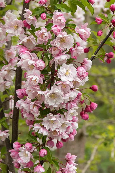 675203 - Zierapfel (Malus Van Eseltine)