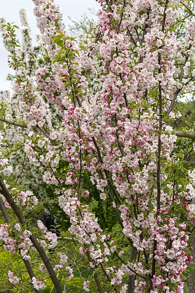 675204 - Zierapfel (Malus Van Eseltine)
