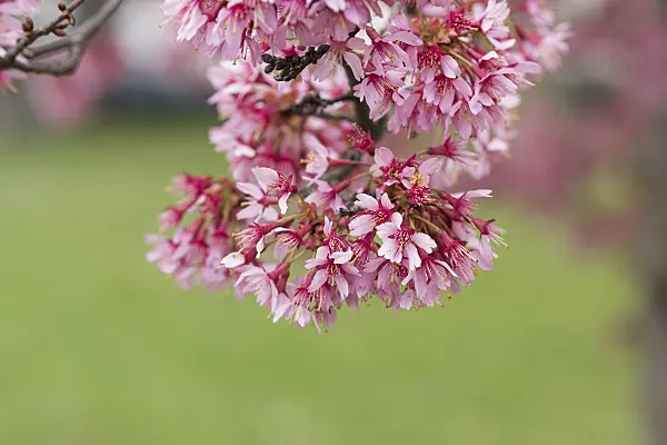 616285 - Zierkirsche (Prunus subhirtella 'Okame')