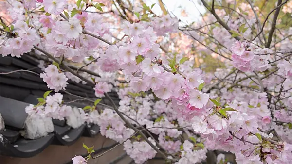 507024 - Zierkirsche (Prunus subhirtella x sargentii 'Accolade')