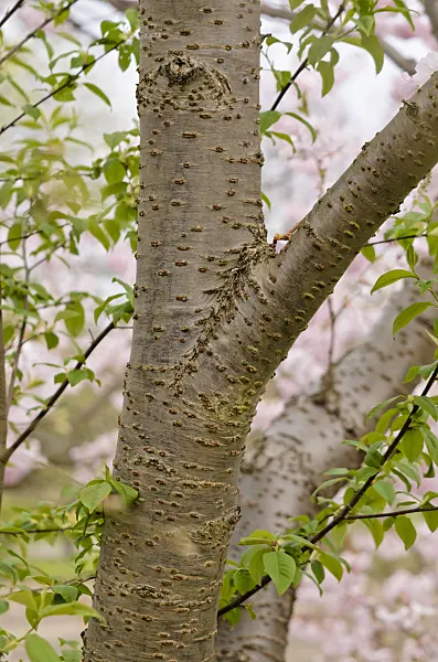 531023 - Zierkirsche (Prunus subhirtella x sargentii 'Accolade')