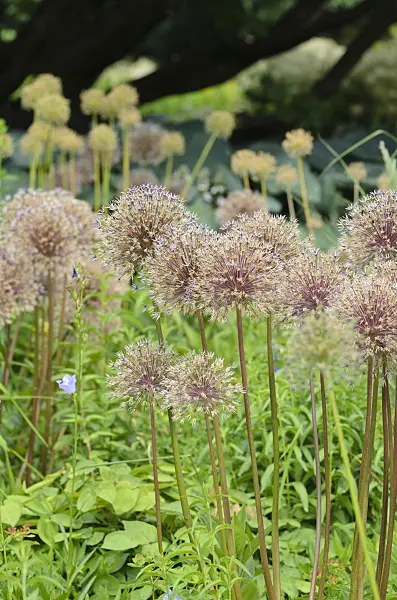 497220 - Zierlauch (Allium)