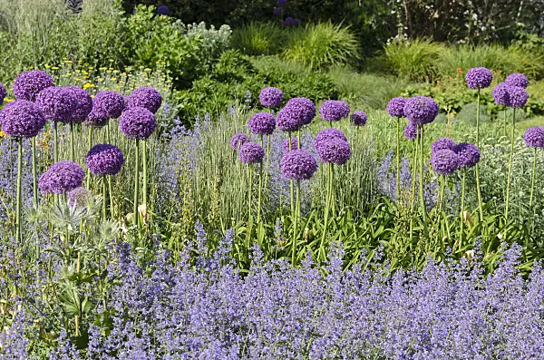 521103 - Zierlauch (Allium)