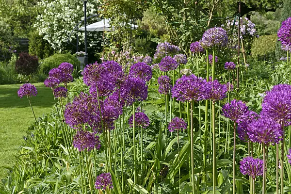 568009 - Zierlauch (Allium)