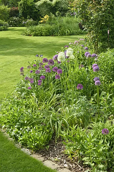 556065 - Zierlauch (Allium) in einem Staudengarten