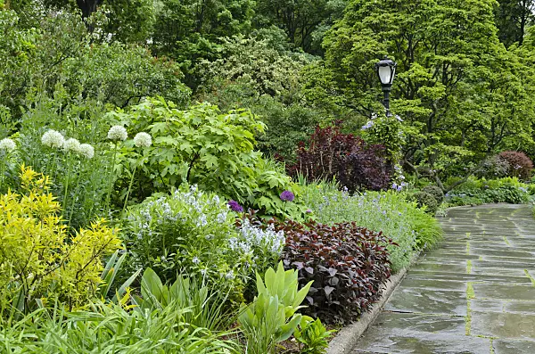 508132 - Zierlauch (Allium) und Amsonie (Amsonia tabernaemontana)