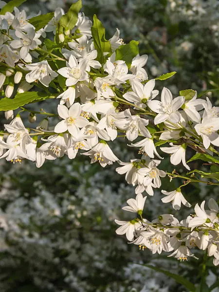 401237 - Zierliche Deutzie (Deutzia gracilis)