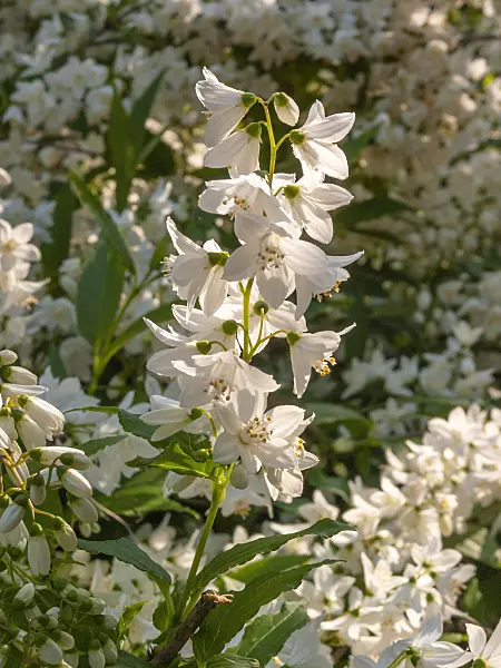 401239 - Zierliche Deutzie (Deutzia gracilis)