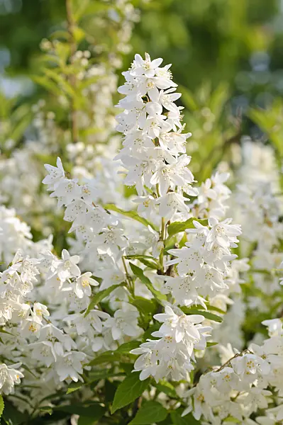 484315 - Zierliche Deutzie (Deutzia gracilis)