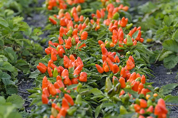 477052 - Zierpaprika (Capsicum)