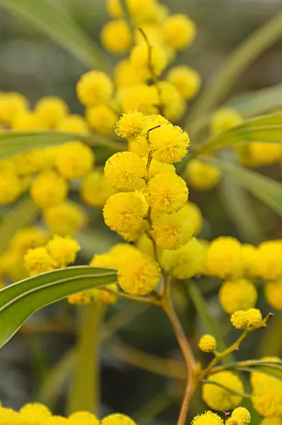 468013 - Zig zag wattle (Acacia macradenia)