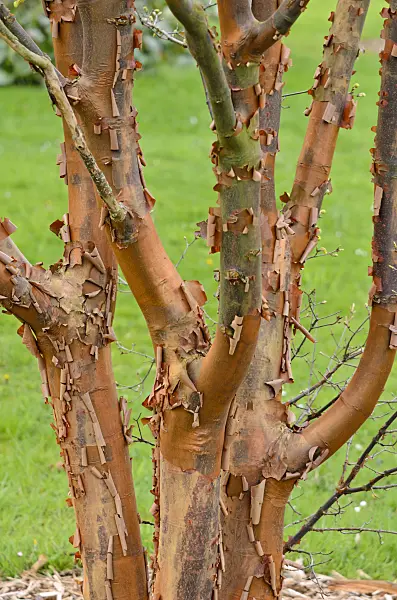 531129 - Zimtahorn (Acer griseum)