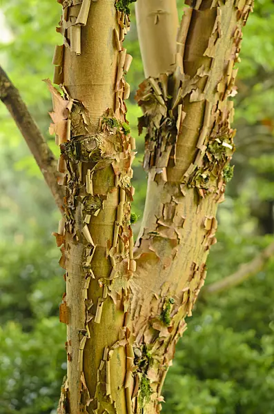 533405 - Zimtahorn (Acer griseum)