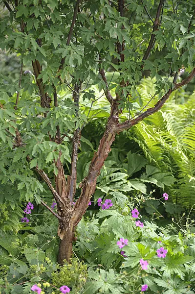 535247 - Zimtahorn (Acer griseum)