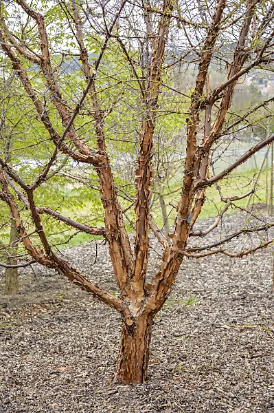 593008 - Zimtahorn (Acer griseum)