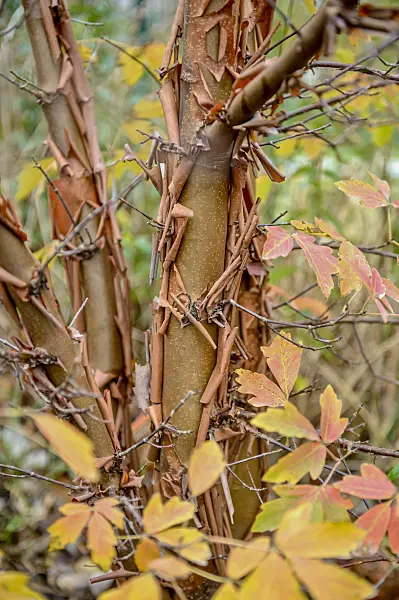 593009 - Zimtahorn (Acer griseum)