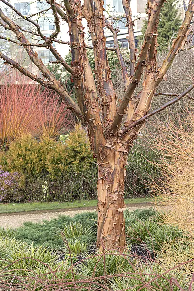 651010 - Zimtahorn (Acer griseum)