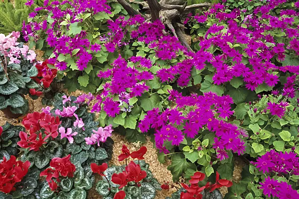 386017 - Zinerarie (Pericallis Senetti Magenta) und Alpenveilchen (Cyclamen)