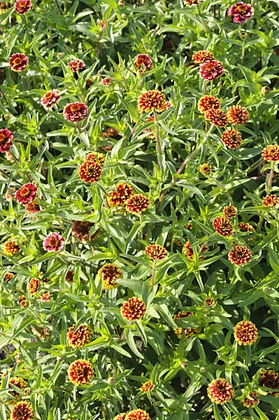 487288 - Zinnia de Haage (Zinnia haageana 'Aztec Sunset')