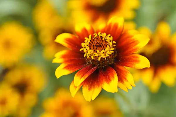475238 - Zinnia de Haage (Zinnia haageana 'Old Mexico')