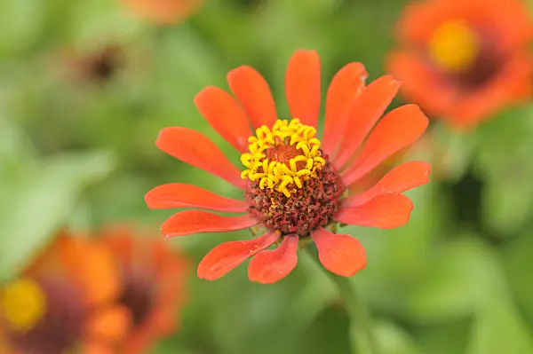 487074 - Zinnia élégant (Zinnia violacea syn. Zinnia elegans)