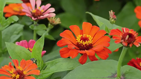 510091 - Zinnia élégant (Zinnia violacea syn. Zinnia elegans)