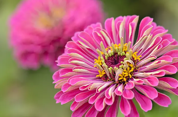 523236 - Zinnia élégant (Zinnia violacea syn. Zinnia elegans)