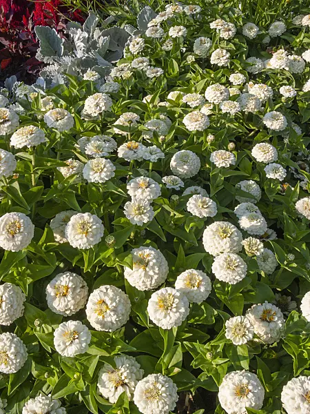 403069 - Zinnia (Zinnia)