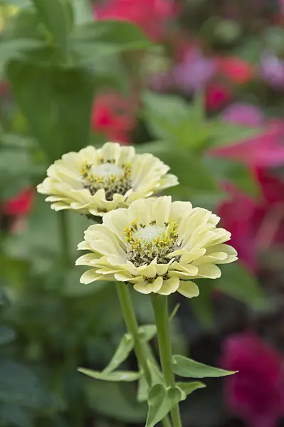 511302 - Zinnia (Zinnia)