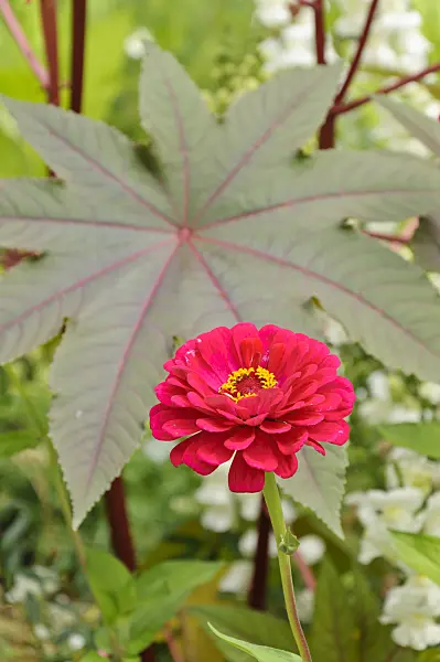 487032 - Zinnia (Zinnia) and castor oil plant (Ricinus communis)