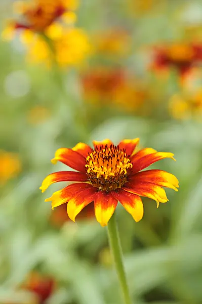 487070 - Zinnia (Zinnia haageana 'Old Mexico')
