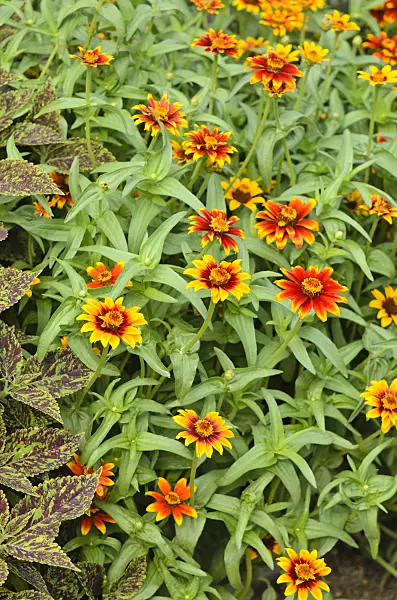 522082 - Zinnia (Zinnia haageana 'Old Mexico')