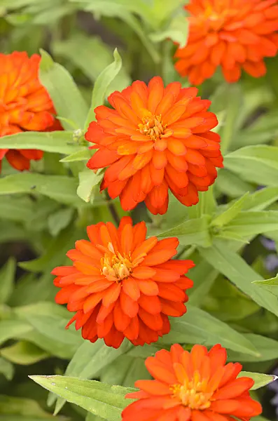 547035 - Zinnia (Zinnia marylandica 'Double Zahara Fire')