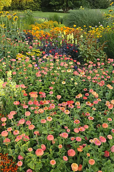 475191 - Zinnias (Zinnia)