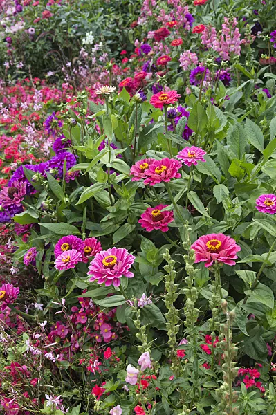 511305 - Zinnias (Zinnia) and begonias (Begonia)