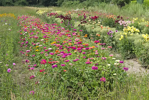 535011 - Zinnias (Zinnia) and dahlias (Dahlia)