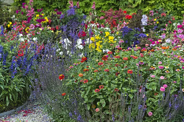 510175 - Zinnias (Zinnia) and sages (Salvia)
