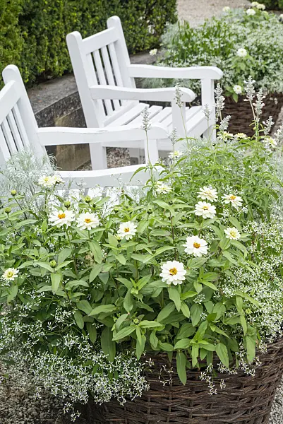 625045 - Zinnias (Zinnia) et euphorbe (Euphorbia hypericifolia 'Diamond Frost')