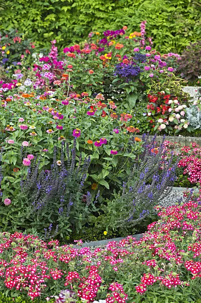 510174 - Zinnias (Zinnia), sages (Salvia) and vervains (Verbena)