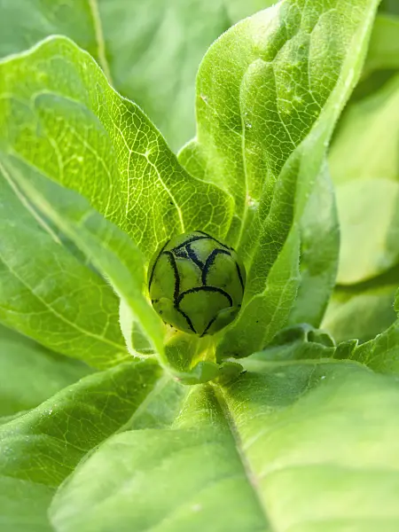 462011 - Zinnie (Zinnia violacea syn. Zinnia elegans)