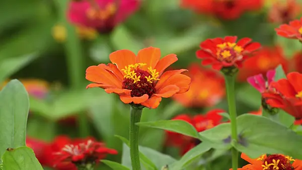 510092 - Zinnie (Zinnia violacea syn. Zinnia elegans)