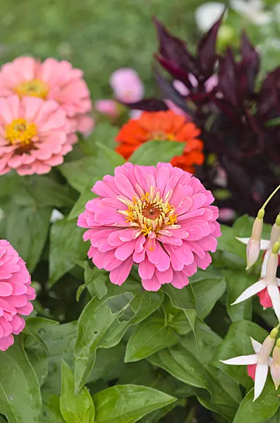 522095 - Zinnie (Zinnia violacea syn. Zinnia elegans)