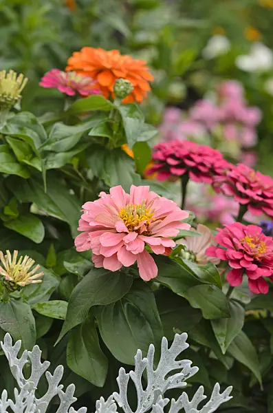 522098 - Zinnie (Zinnia violacea syn. Zinnia elegans)