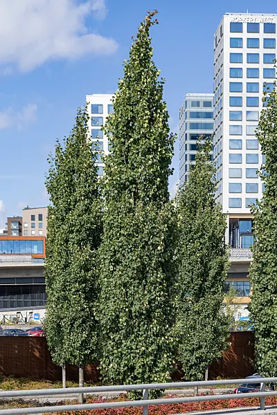 675285 - Zitterpappel (Populus tremula 'Erecta')