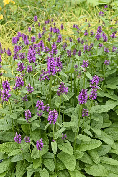 570004 - Zottiger Ziest (Stachys monnieri 'Hummelo')